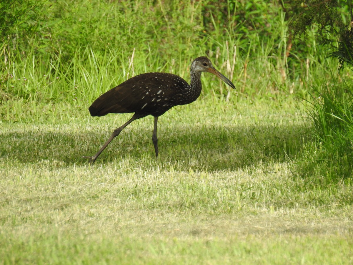 Limpkin - ML621884918