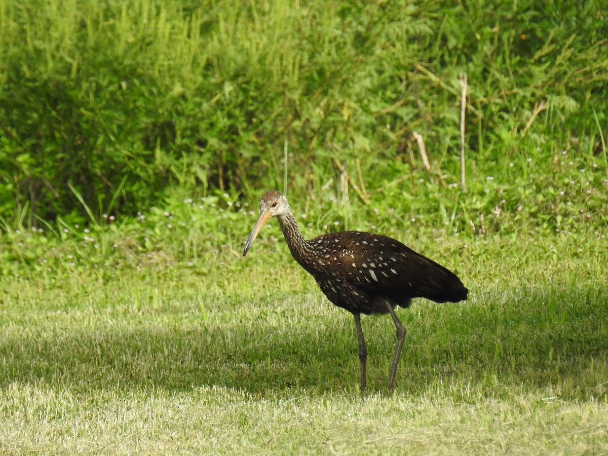 Limpkin - ML621884919