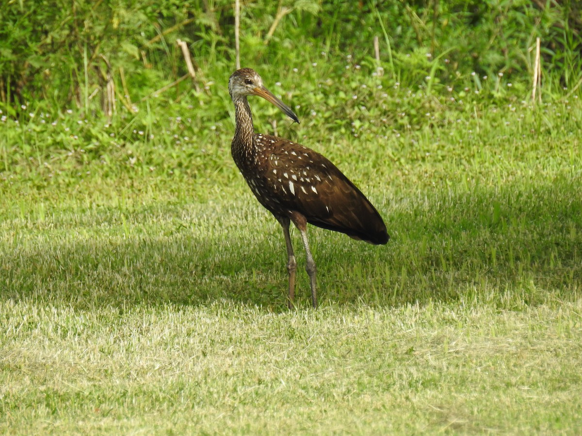 Limpkin - ML621884920