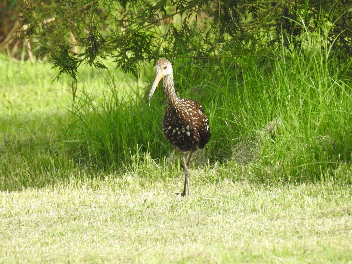 Limpkin - ML621884924