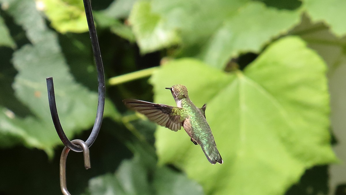 Colibrí Gorjirrubí - ML621884925