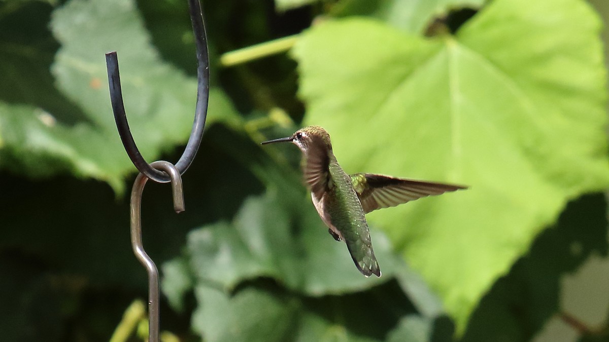 Colibrí Gorjirrubí - ML621884926