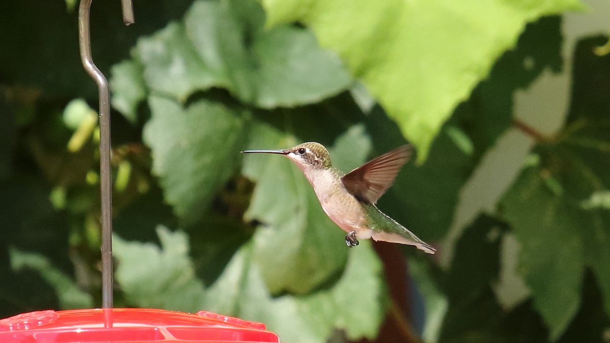 Ruby-throated Hummingbird - ML621884927