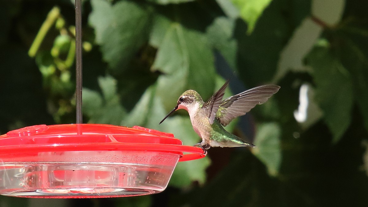 Ruby-throated Hummingbird - George Nassiopoulos