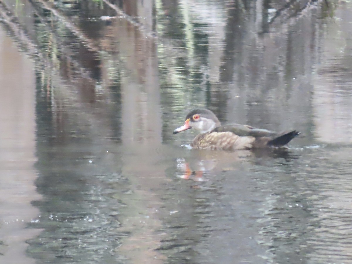 Wood Duck - ML621884933