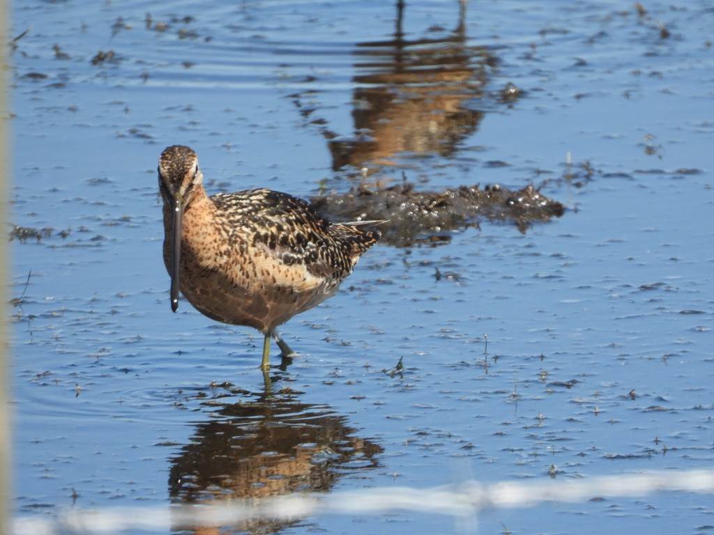 Long-billed Dowitcher - ML621884934