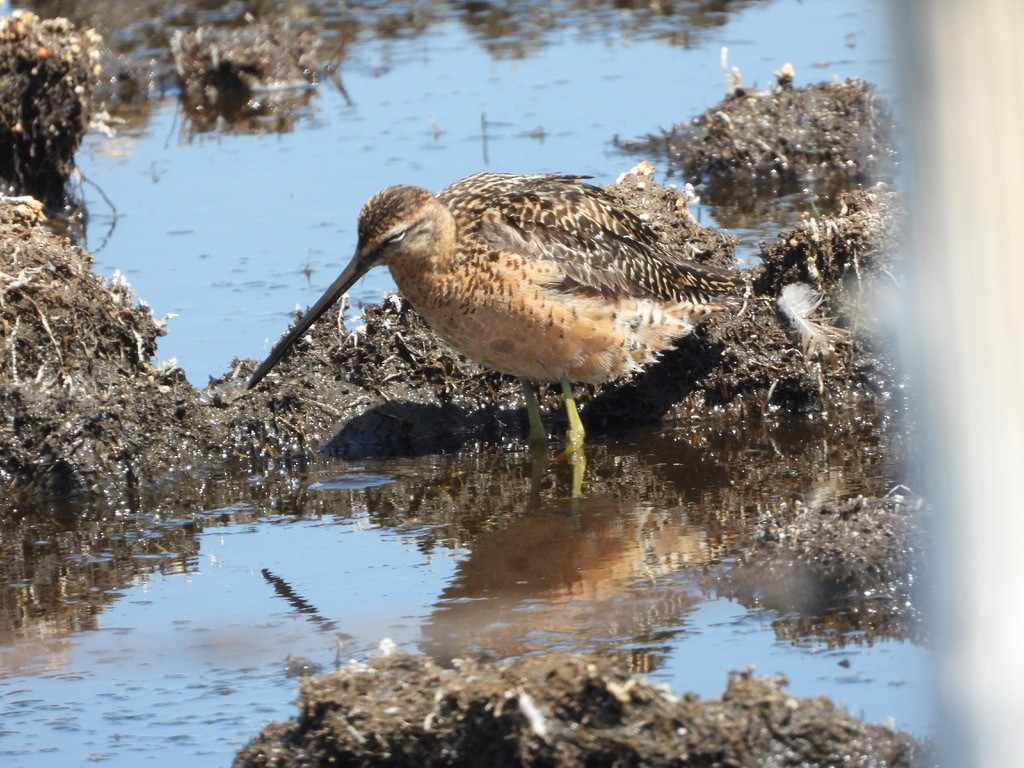 Long-billed Dowitcher - Bob Bidney