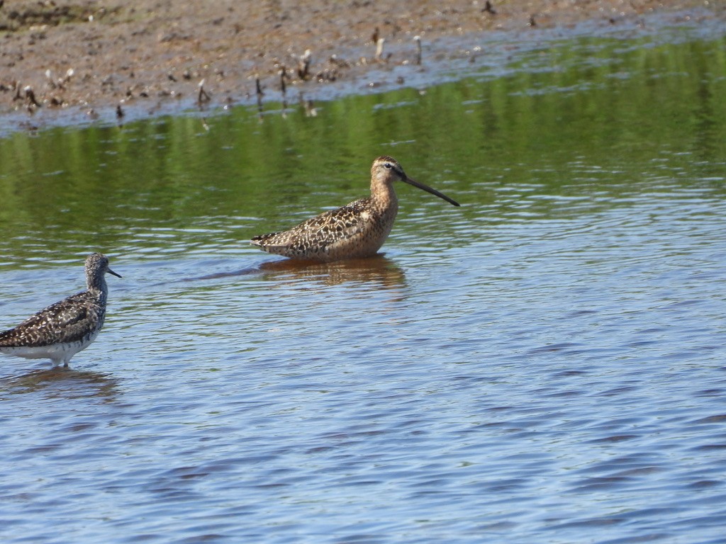 Long-billed Dowitcher - ML621884937