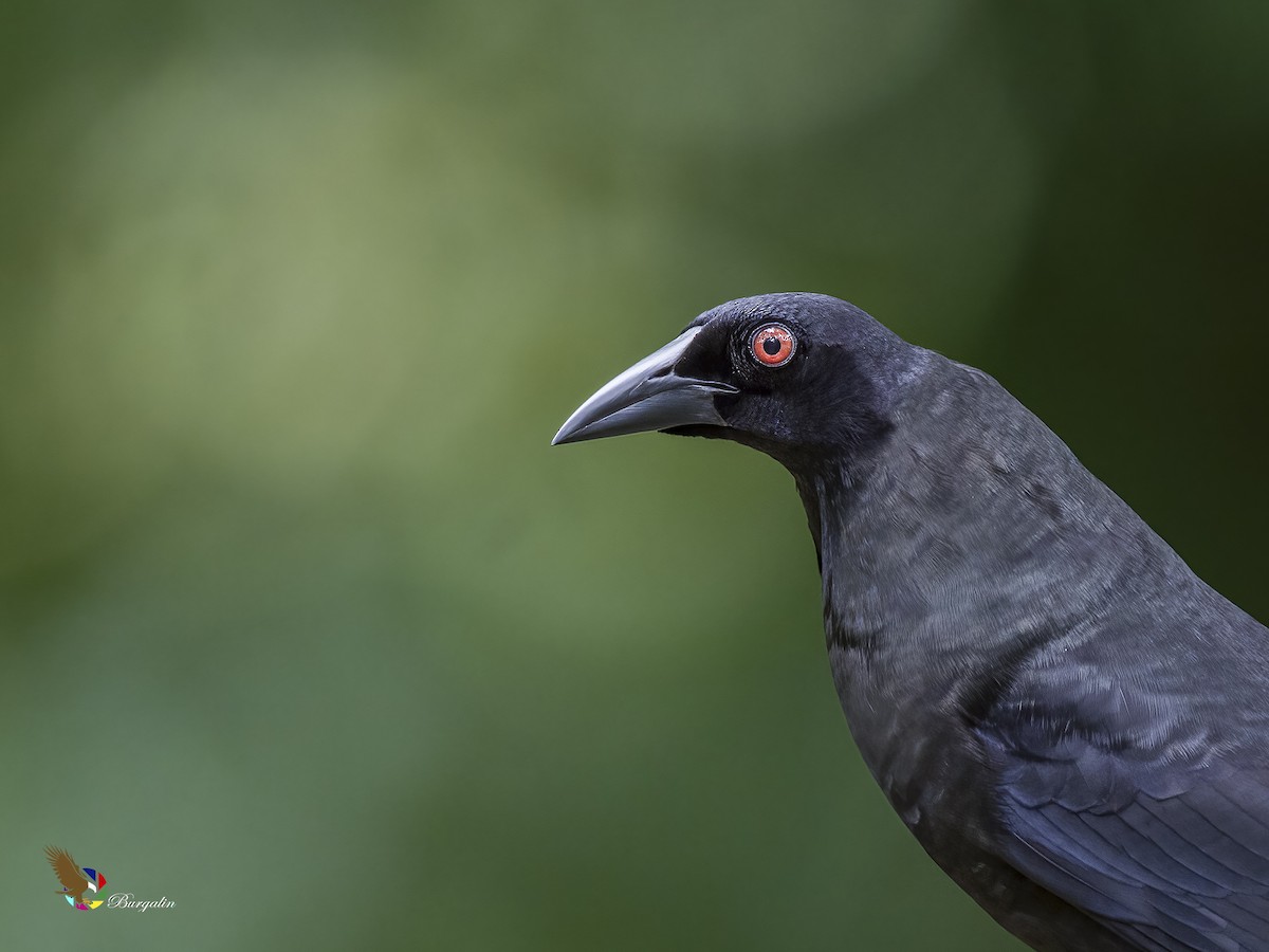 Giant Cowbird - ML621884955