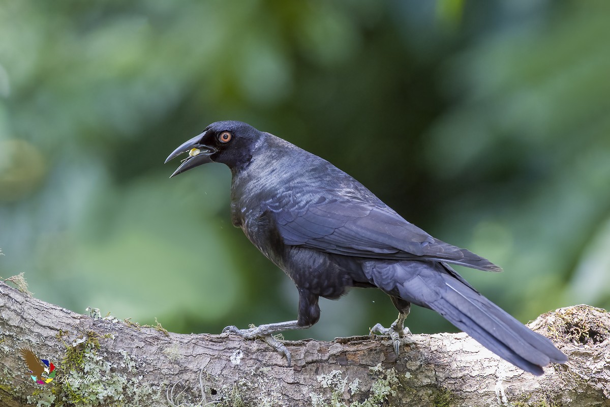 Giant Cowbird - ML621884956