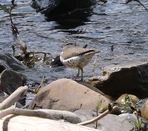 Spotted Sandpiper - ML621884958