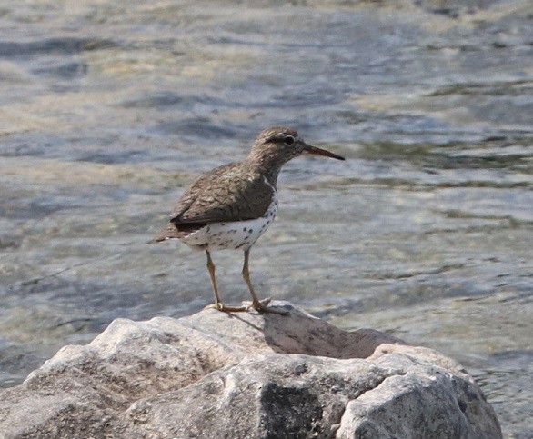 Spotted Sandpiper - ML621884959