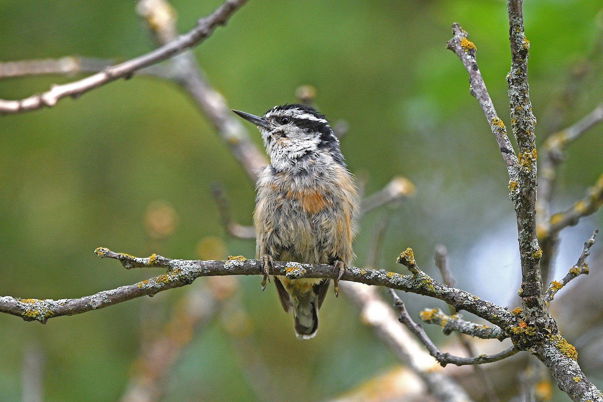 Red-breasted Nuthatch - ML621884961