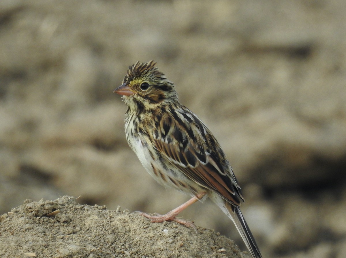 Savannah Sparrow - ML621884973