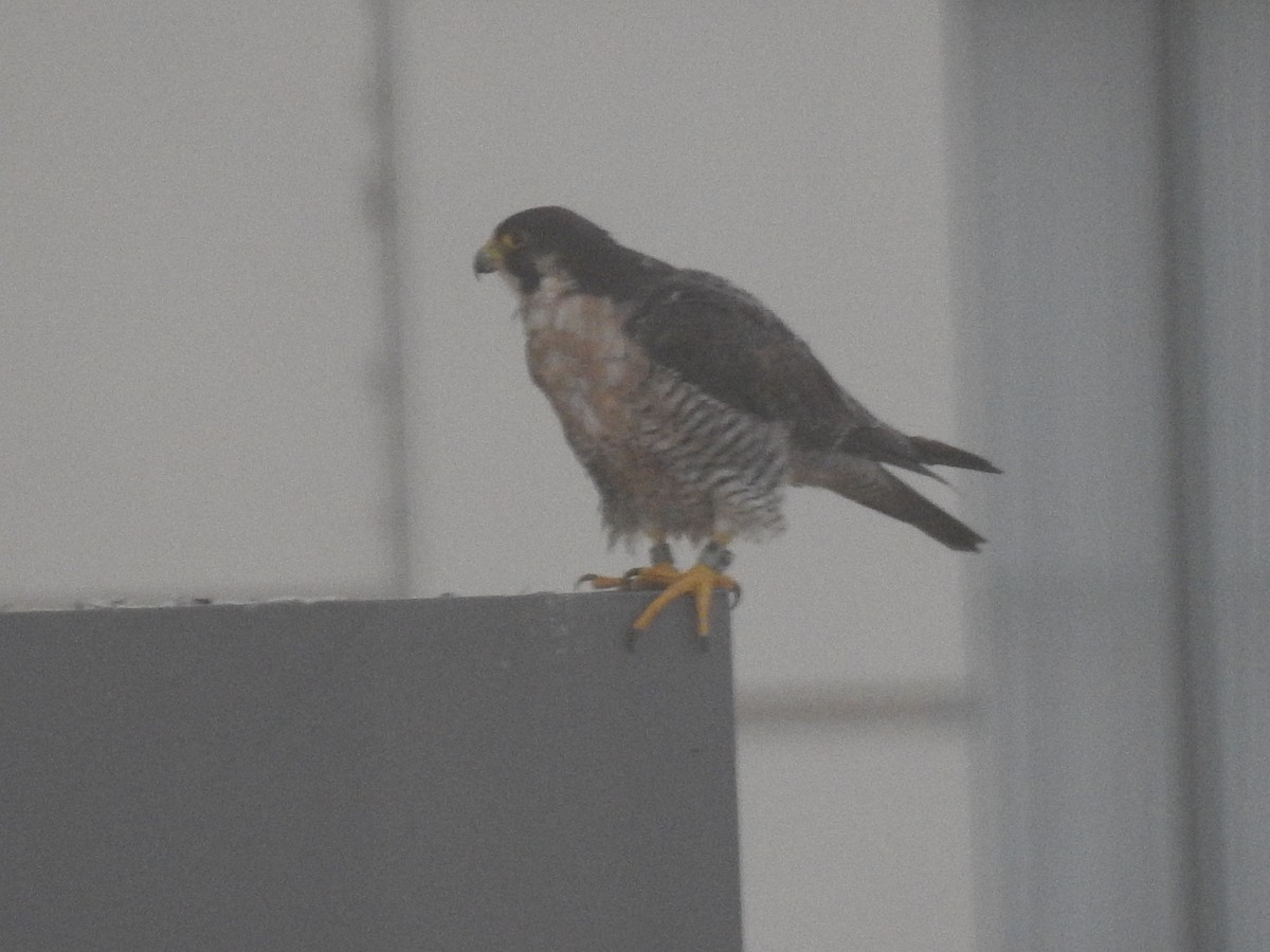 Peregrine Falcon - ML621884976