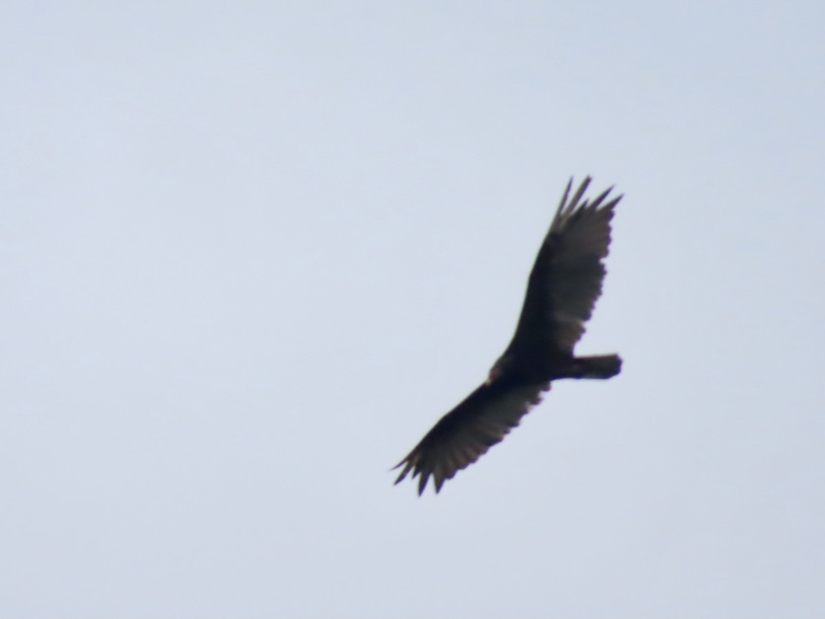 Turkey Vulture - ML621884978