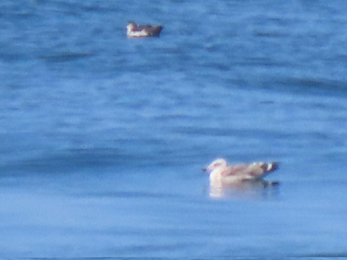 Procellariidae sp. (shearwater sp.) - ML621884979