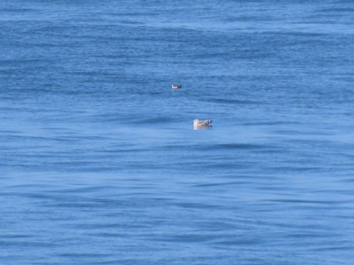 Procellariidae sp. (shearwater sp.) - ML621884980