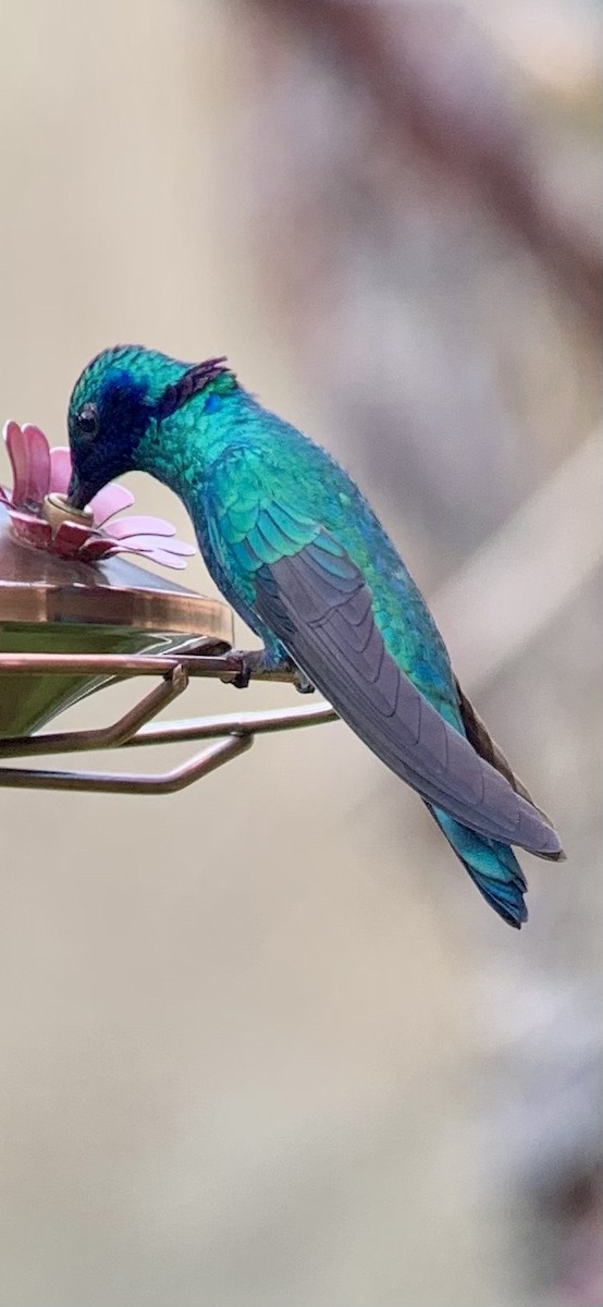kolibřík modrouchý - ML621884981