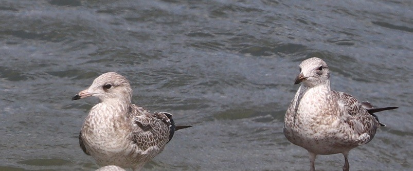 Ring-billed Gull - ML621884987