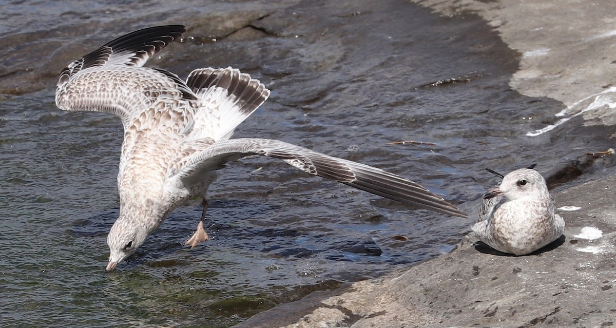 Ring-billed Gull - ML621884988