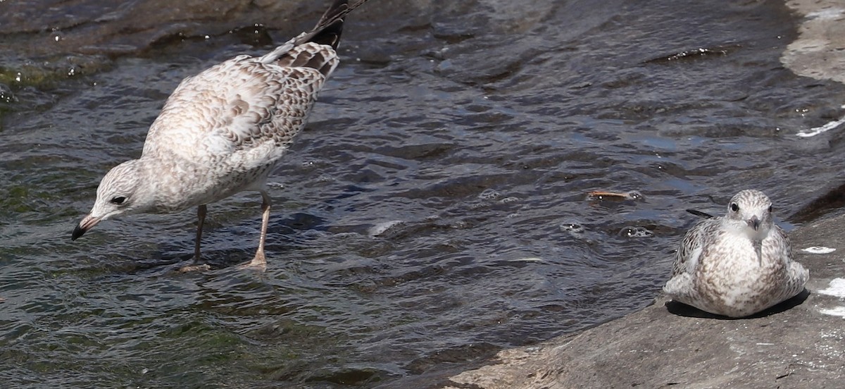 Ring-billed Gull - ML621884989