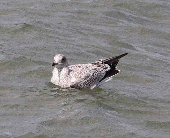 Ring-billed Gull - ML621884990