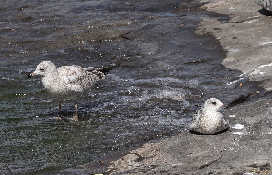 Ring-billed Gull - ML621884992