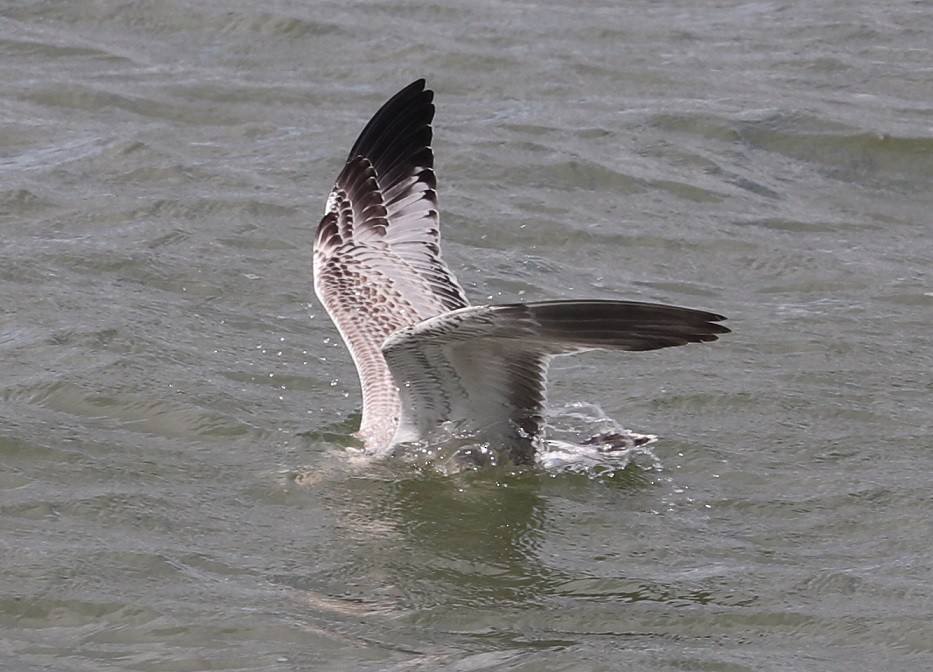 Ring-billed Gull - ML621884993