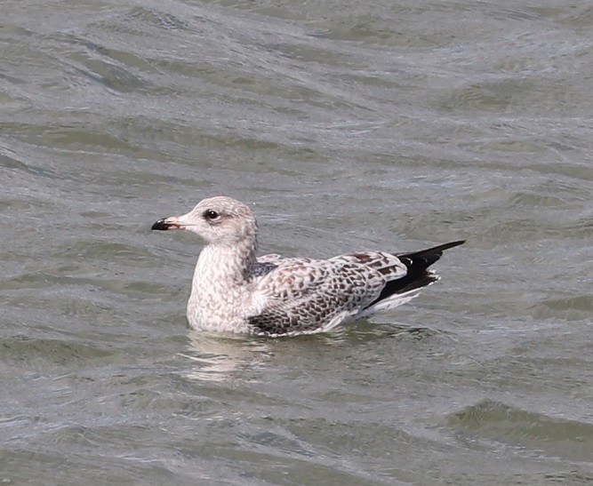 Ring-billed Gull - A. Gary Reid