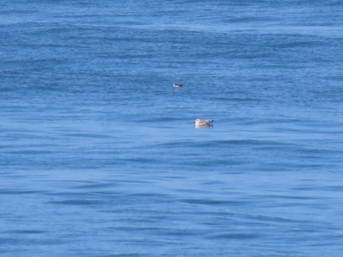 Procellariidae sp. (shearwater sp.) - ML621884997