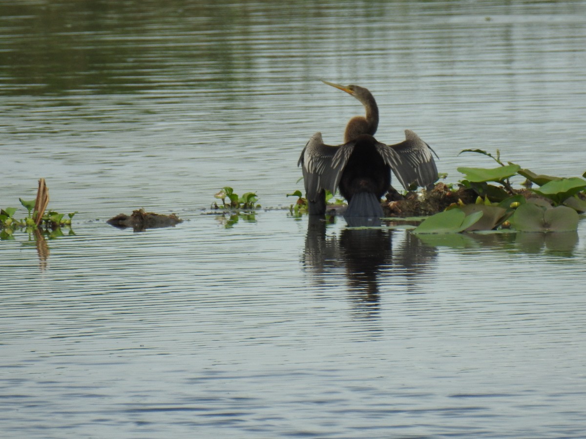 anhinga americká - ML621884998