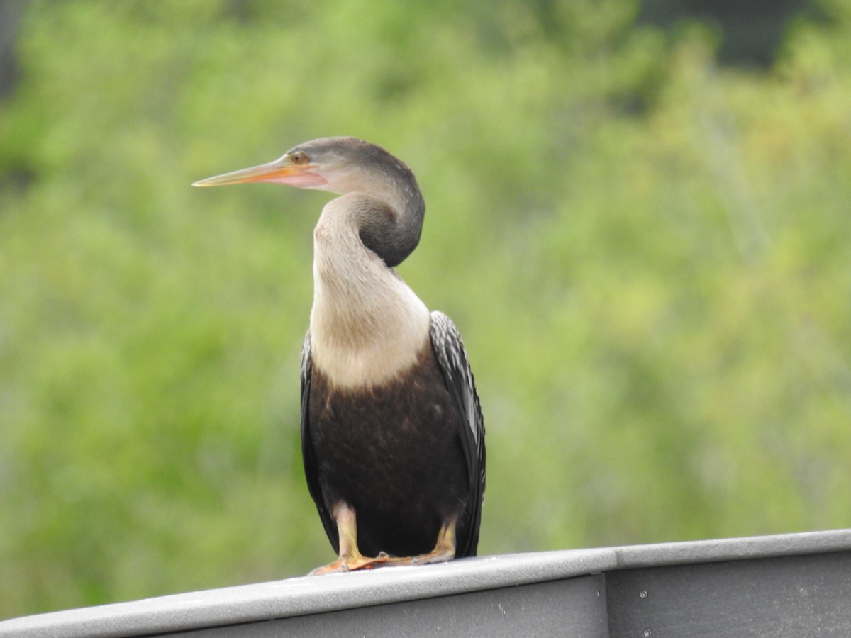 anhinga americká - ML621885001