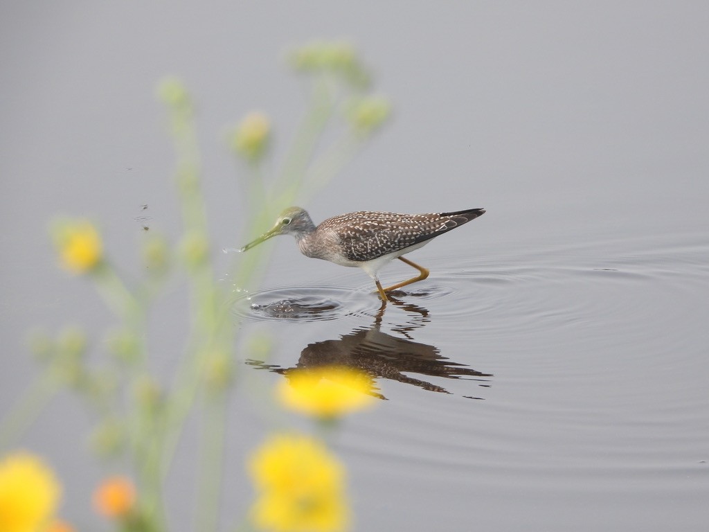 Solitary Sandpiper - ML621885023