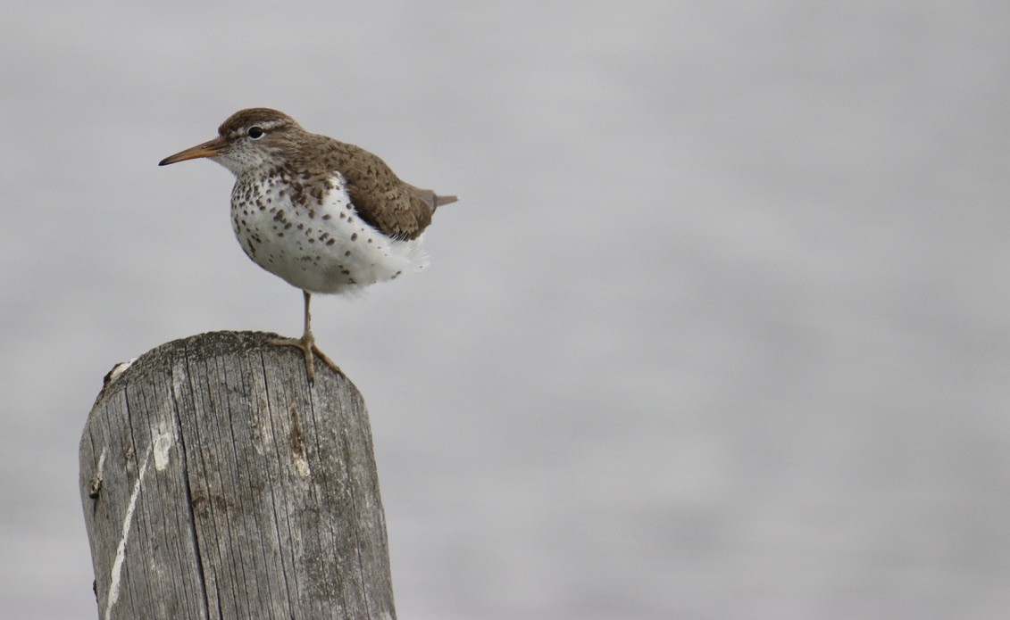 Spotted Sandpiper - ML621885033