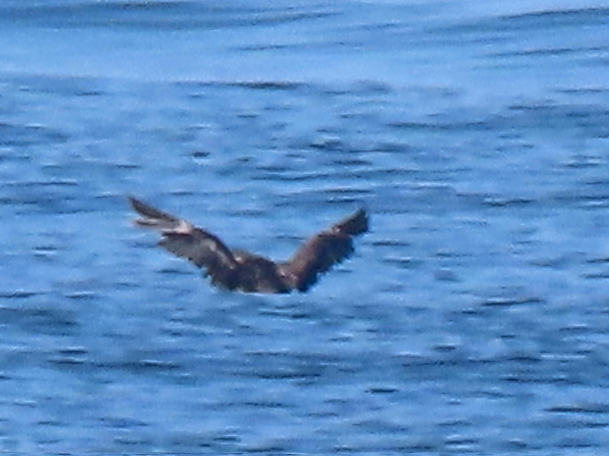 Procellariidae sp. (shearwater sp.) - ML621885044