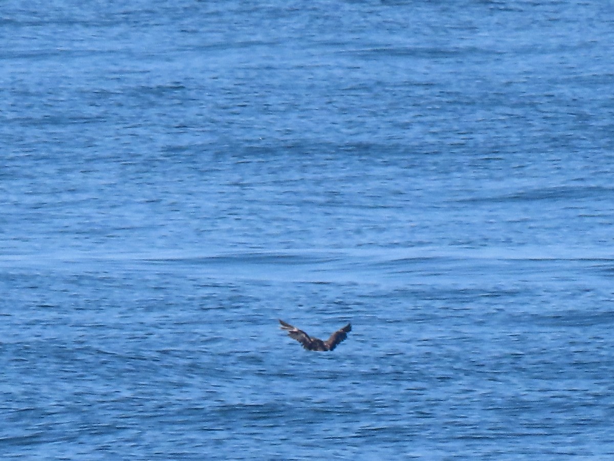 Procellariidae sp. (shearwater sp.) - ML621885045