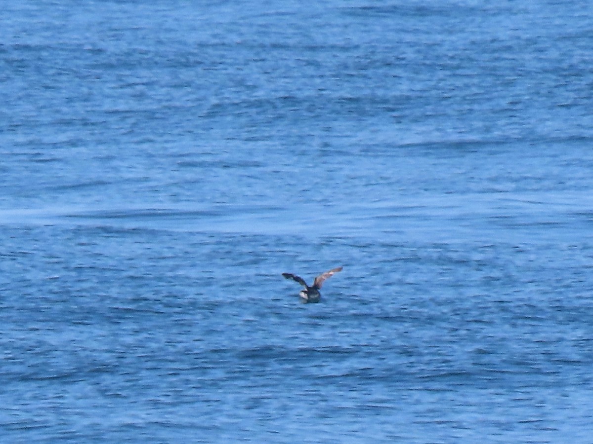 shearwater sp. - Edana Salisbury