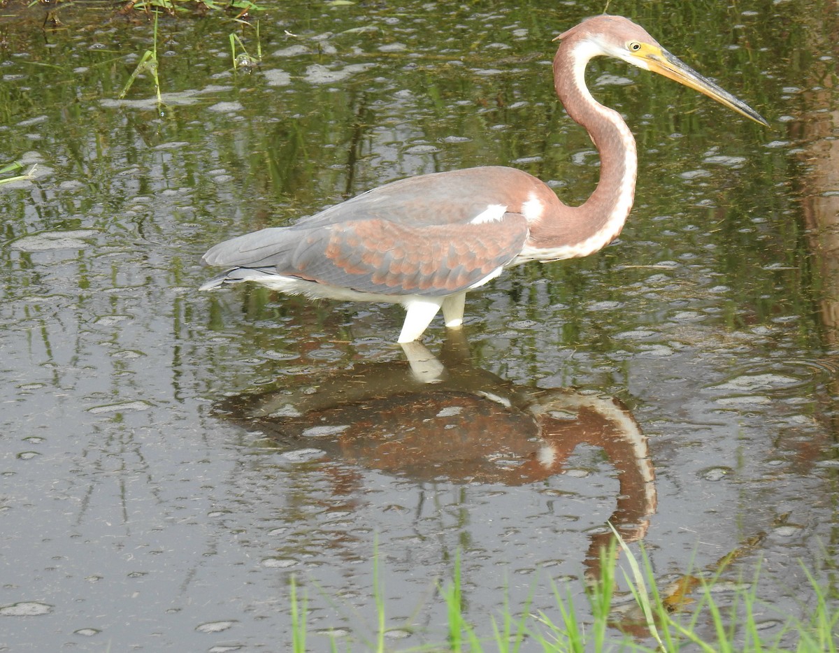 Tricolored Heron - James Holsinger