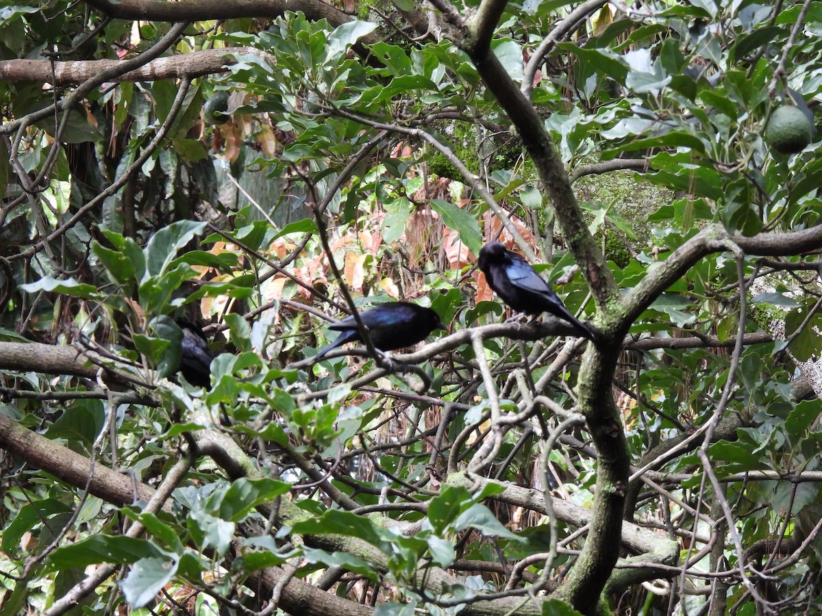 Bronzed Cowbird - María Eugenia Paredes Sánchez