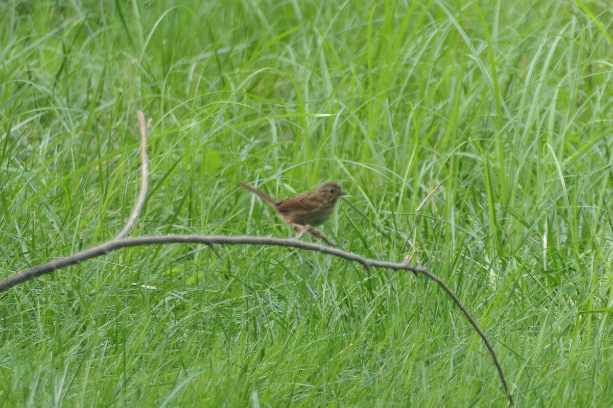 Swamp Sparrow - ML621885070