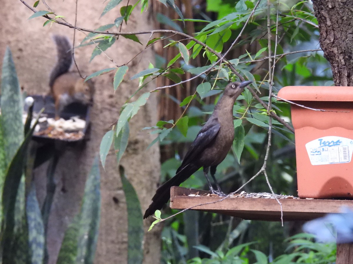 Great-tailed Grackle - María Eugenia Paredes Sánchez