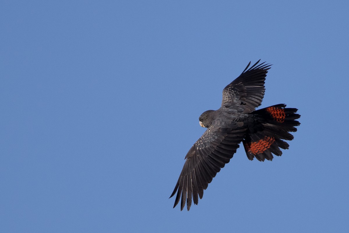 Red-tailed Black-Cockatoo - ML621885074