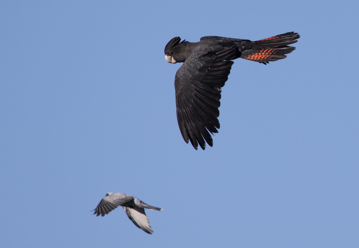 Red-tailed Black-Cockatoo - ML621885075