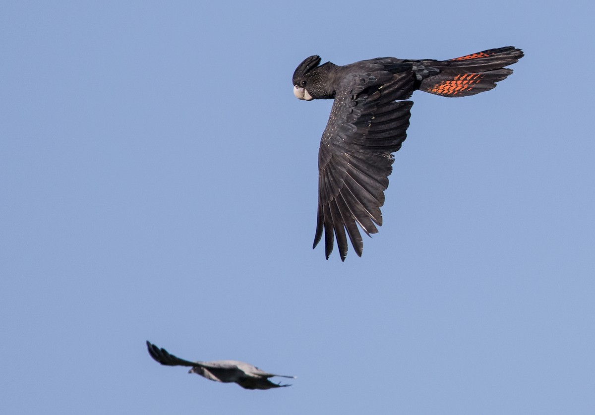 Red-tailed Black-Cockatoo - ML621885077