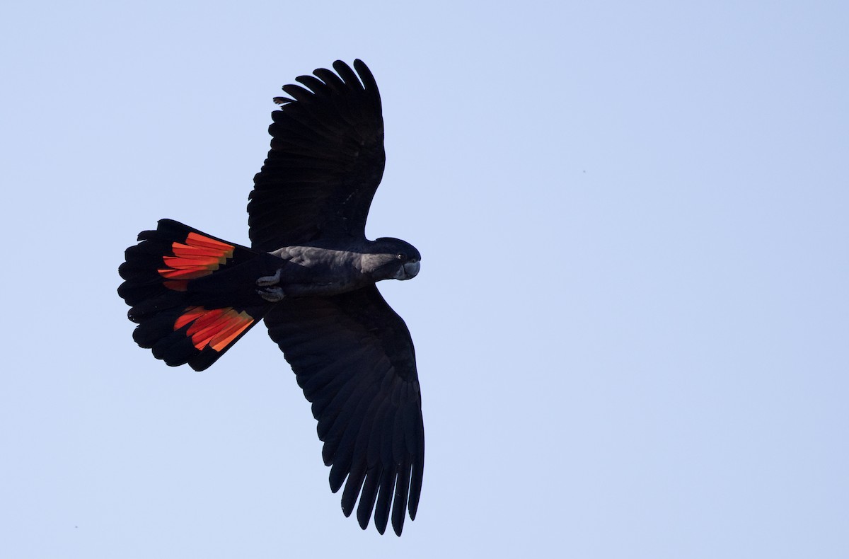 Red-tailed Black-Cockatoo - ML621885080