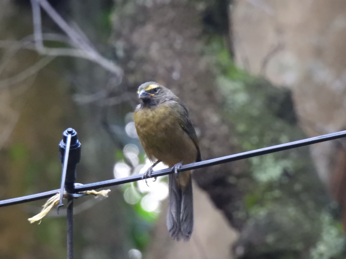 Cinnamon-bellied Saltator - ML621885083