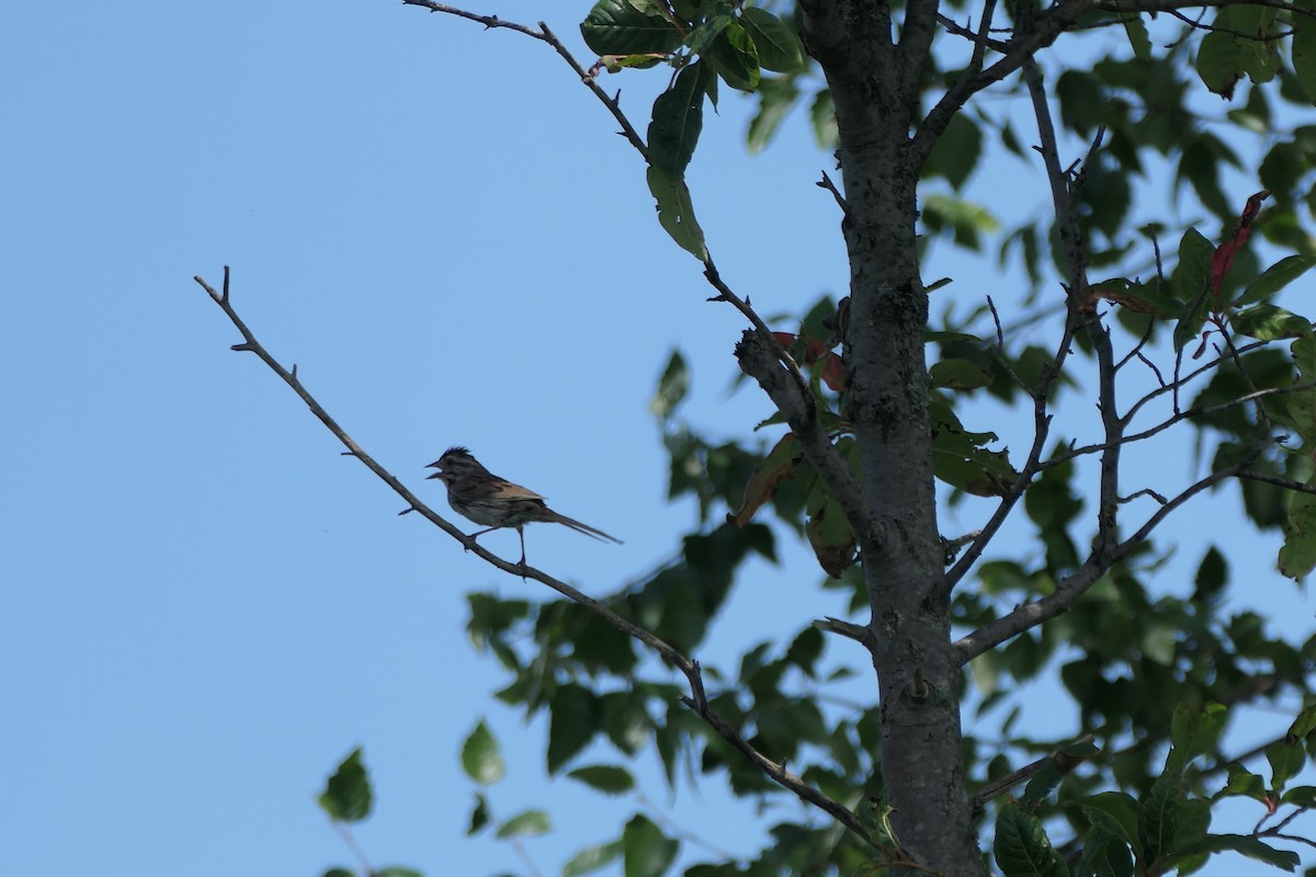 Song Sparrow - ML621885086