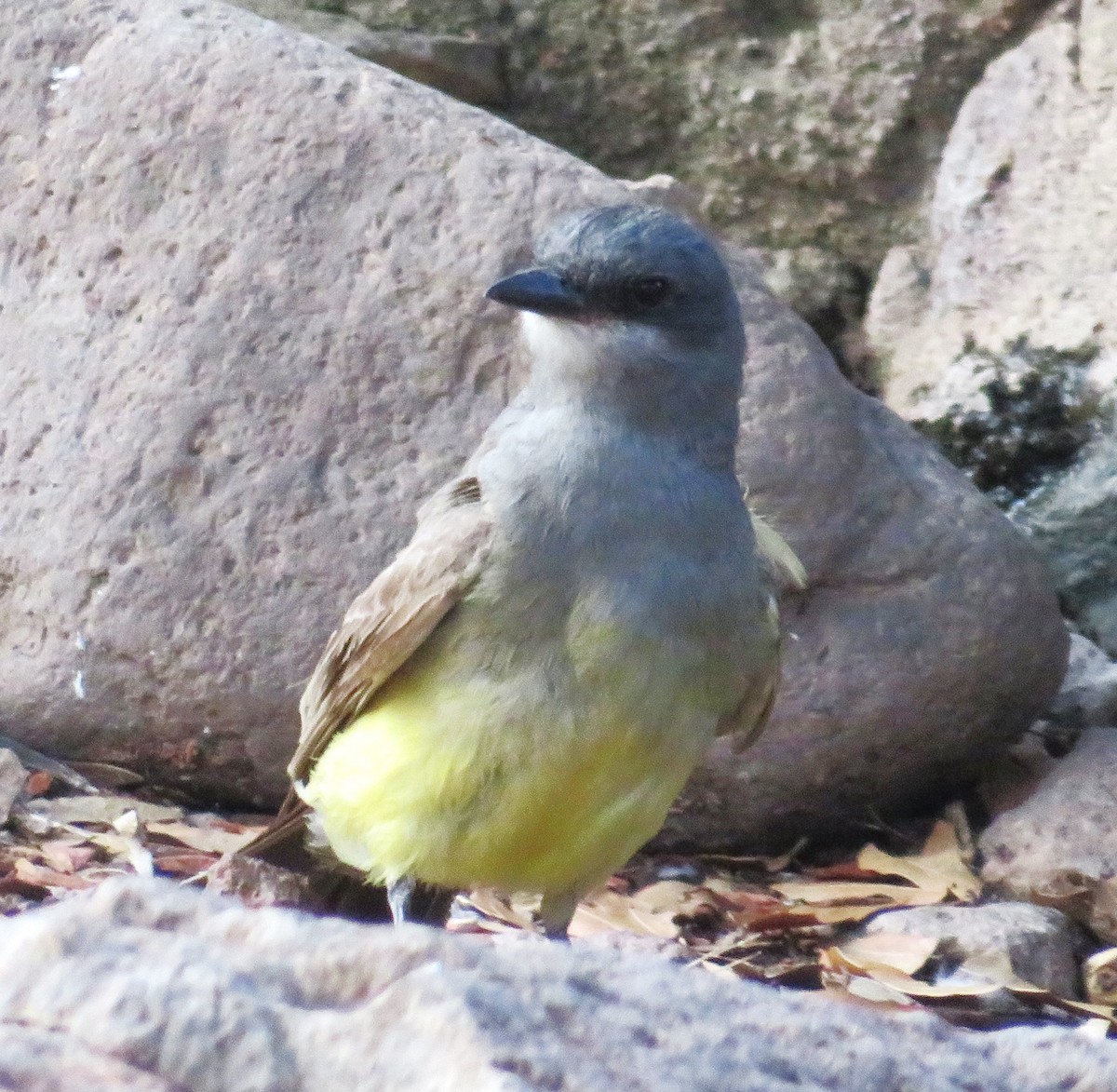 Cassin's Kingbird - ML621885088