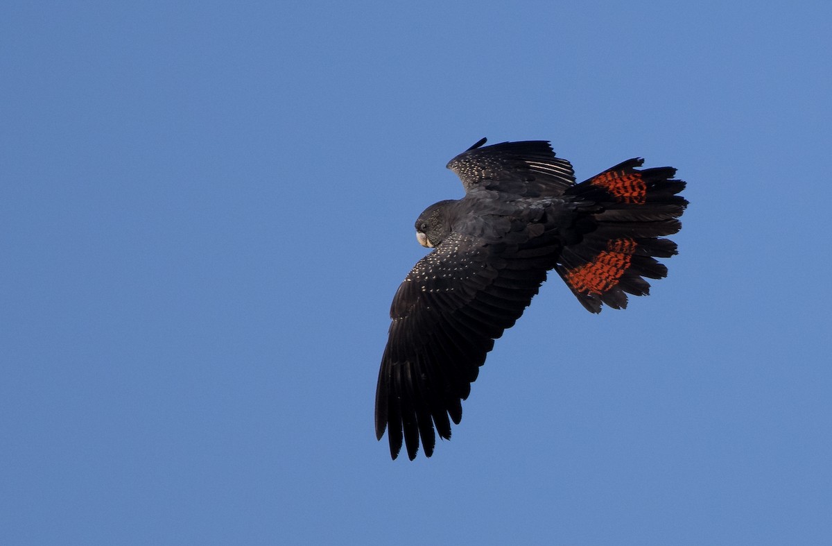 Red-tailed Black-Cockatoo - ML621885089